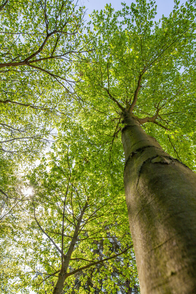 POTATURA PIANTE, EDEN