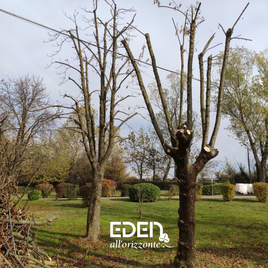POTATURA PIANTE, EDEN