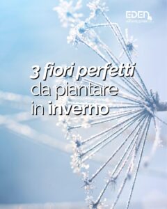 EDEN - Lavori invernali in giardino