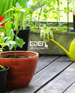 EDEN - ORTO IN BALCONE A young green plant in a clay pot, surrounded by gardening tools and other plants.